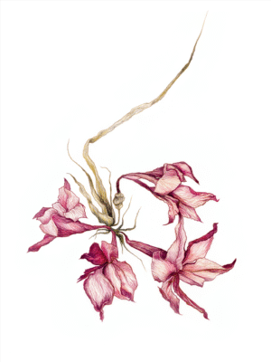 Faded Flowers [limited edition print]